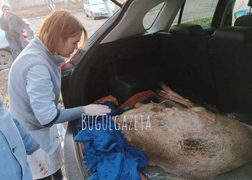 В Бугульме спасли двухлетнего самца косули, попавшего под колеса автомобиля