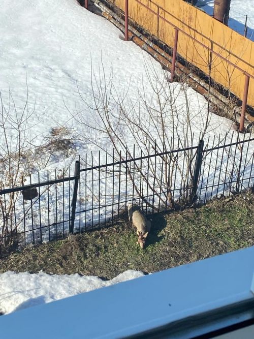 Бугульминские лесничие спасли косулю, заблудившуюся в городе