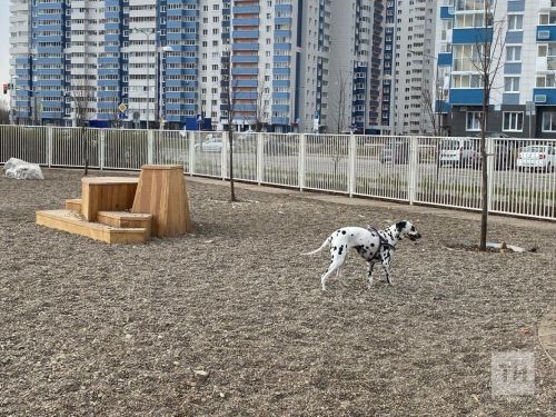 В опросе по благоустройству появился новый блок о животных