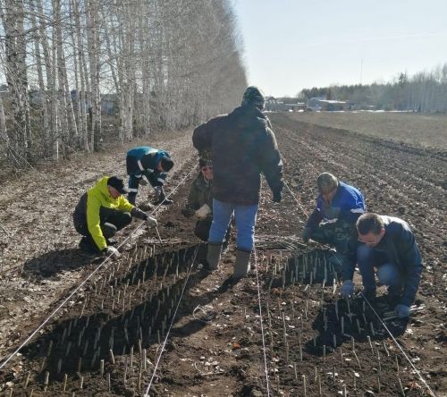 В Бугульминском районе посадили черенки беспухового тополя