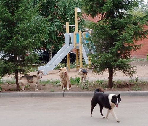 Бугульминка пожаловалась в соцсетях на стаю собак во дворе на улице Ямашева