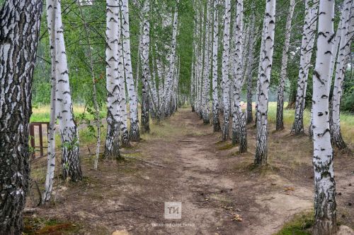 В Бугульме от клещей пострадали почти 200 человек