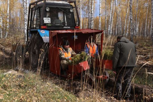 В Бугульминском районе высадили 7 тысяч сеянцев лиственницы