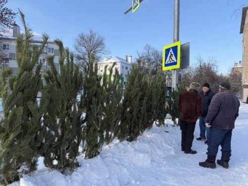 Ученый КФУ рассказал, какие насекомые могут скрываться в покупных елях