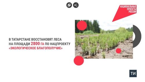 В Татарстане по национальному проекту проведут лесовосстановление на площади 2800 га