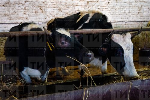 Жителей Бугульминского района предупреждают об опасности приобретения животных без ветдокументов