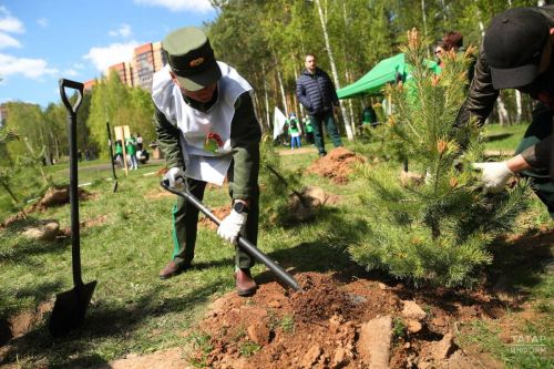 Бугульминцы могут посадить дерево в память о героях Великой Отечественной войны
