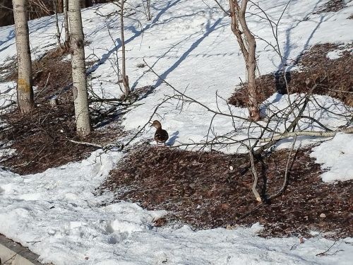 26 марта в Бугульме облачно с прояснениями