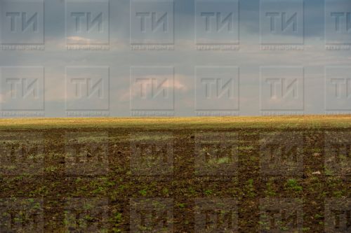 Для активизации роста растений Россельхозцентр Татарстана рекомендует провести подкормку озимых культур