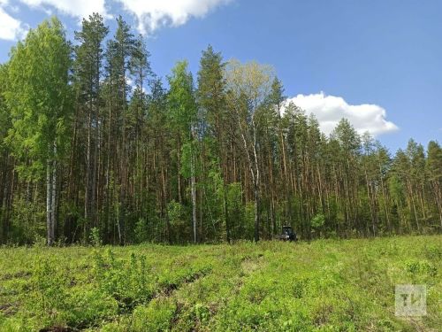 В Татарстане начался лесокультурный сезон