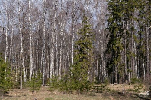 Жителям Татарстана объяснили, где можно жарить шашлыки в майские праздники