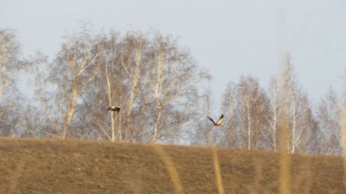 Редкие краснокнижные птицы замечены в Бугульминском районе