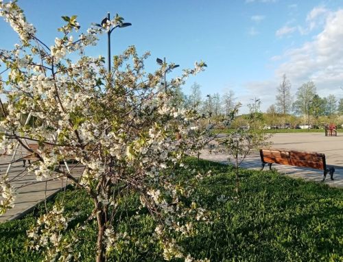 В Бугульме 8 мая облачно с прояснениями