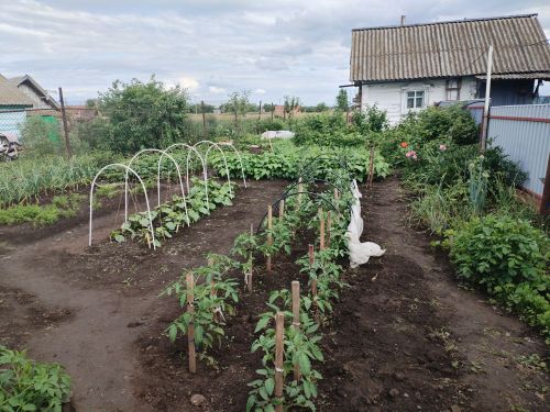 Как защитить огород от длительных дождей и переизбытка влаги