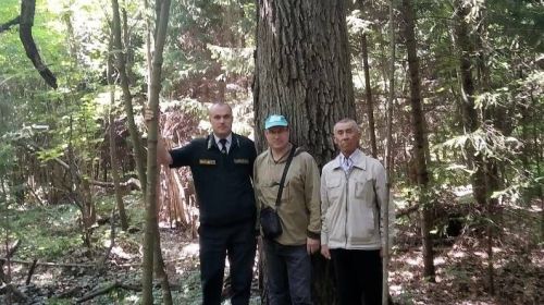 В Татарстане стартовал сбор желудей дуба черешчатого