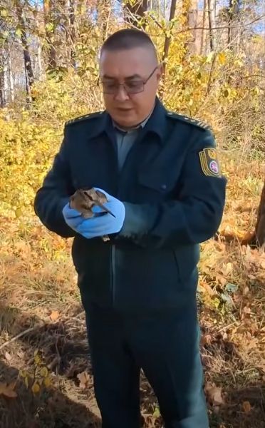 В Бугульминском районе выпустили на волю травмированного вальдшнепа