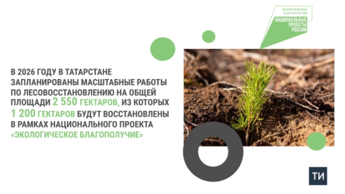 Татарстан приступит к масштабному проекту по восстановлению зеленых массивов в 2026 году