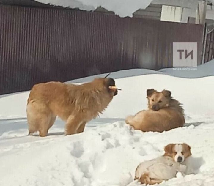Бөгелмәлегә эт тешләгән өчен компенсация