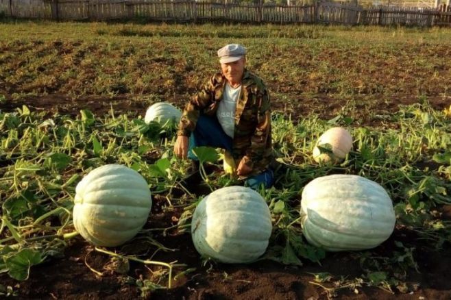 Күршеләр 30 килолы кабак үстергәннәр