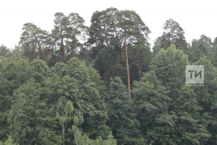 Жителя Бугульмы привлекли к уголовной ответственности за спил деревьев