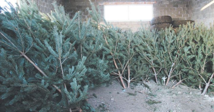 Россельхознадзор дает советы по выбору елки жителям Бугульминского района