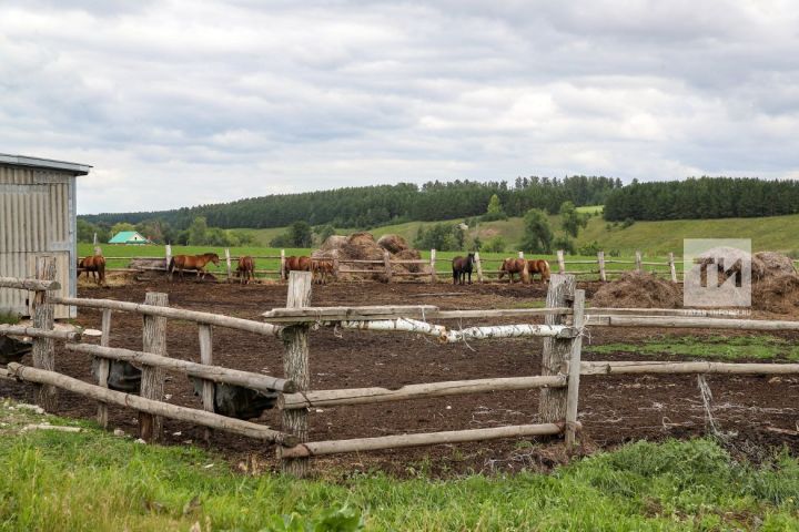 Фермеры предложили Президенту РТ построить агропарки в Альметьевском и Бугульминском районах