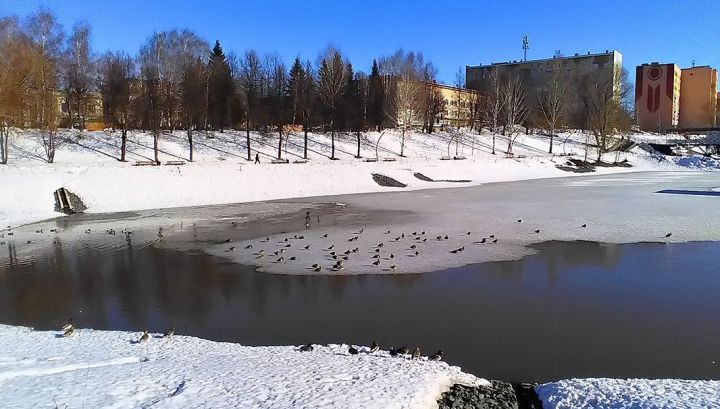 Утки переждали зиму на бугульминском водоёме