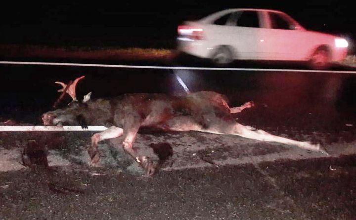 На трассе в Татарстане сбили лося