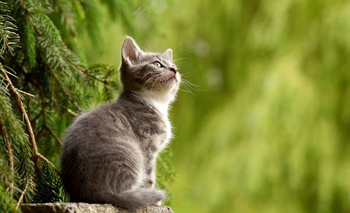 Чем кошки смертельно опасны для людей