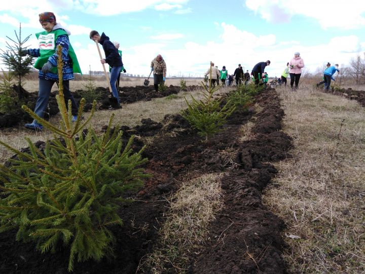 В Бугульминском районе стартовала природоохранная акция. Местные жители посадили уже 300 елей возле Забугоровки