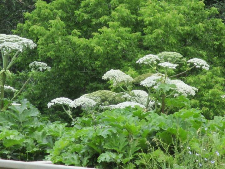 Балтырган үсемлегенә пешү куркыныч