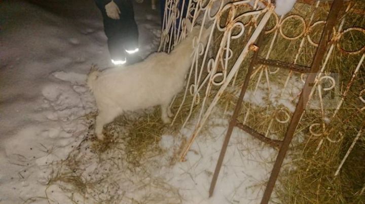 В Татарстане спасатели помогли козе, застрявшей в заборе