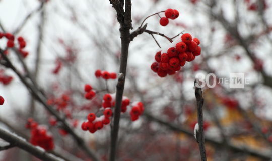 В начале ноября в Татарстане ожидаются мокрый снег и до +6 градусов
