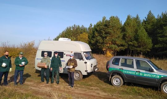 В Татарстане начали вакцинировать от бешенства лисиц и волков