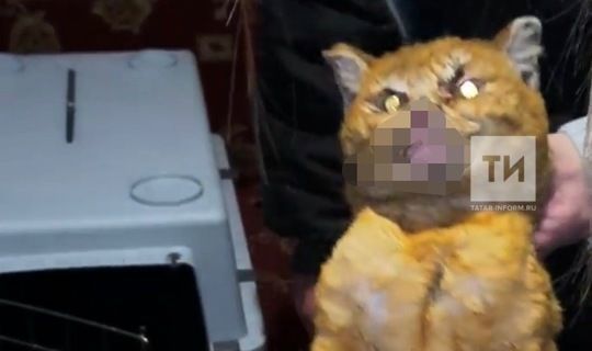 Пьяный татарстанец попытался сжечь заживо кошку в печи