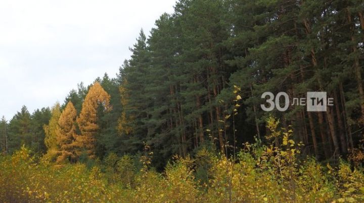 По нацпроекту «Экология» в РТ за прошедший год восстановили более 2,5 тыс. гектаров леса