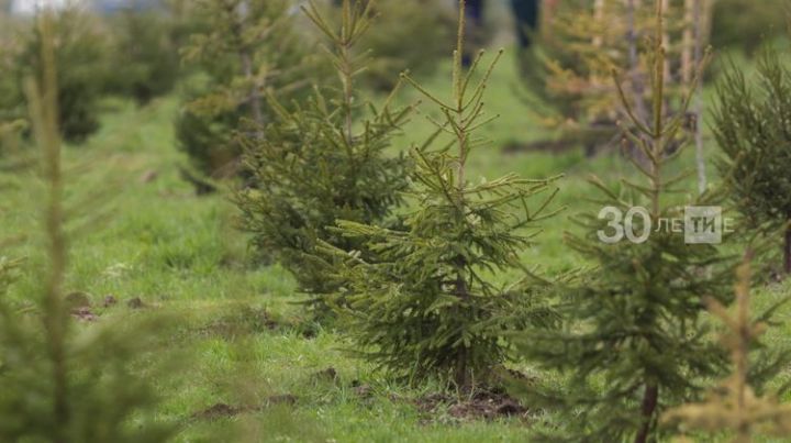 Минлесхоз Татарстана высадит полмиллиона деревьев в память о погибших в годы ВОВ