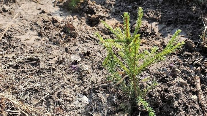 В Татарстане завершили весенний лесокультурный сезон 2020 года