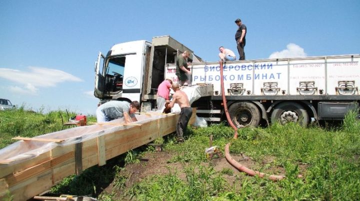 Пять тонн рыбы запустили в Староисаковский пруд Бугульминского района
