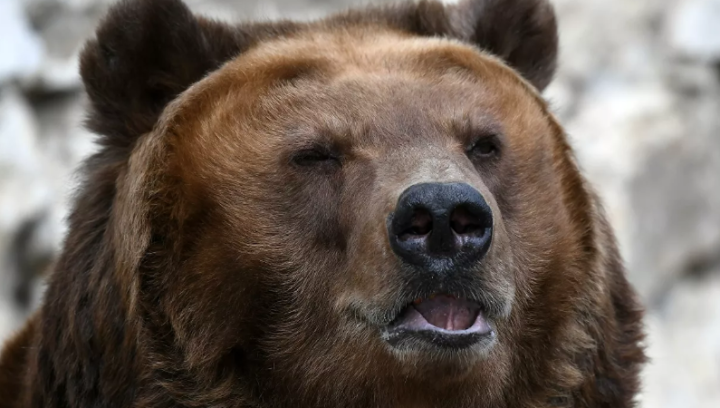 На Сахалине медведь напал на пенсионерку, утащил ее в лес и загрыз
