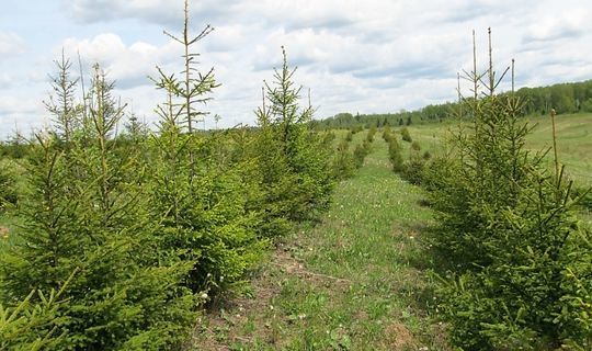 Татарстанские леса восстановили на площади почти 1000 га