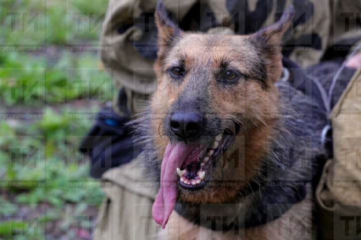 В Госдуме предложили с сентября ввести обязательную бесплатную регистрацию собак