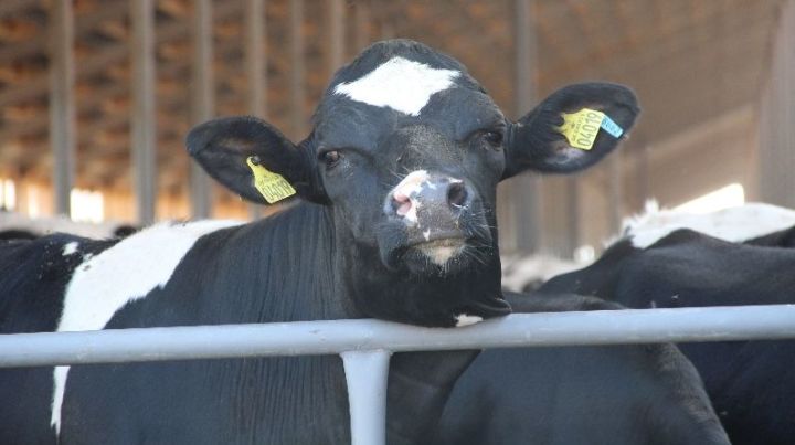 В молочном животноводстве РТ отметили эффект от внедрения цифровых технологий на сельхозпредприятиях