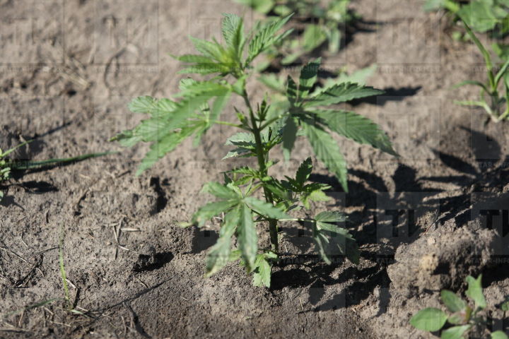 Бугульминская прокуратура обнаружила наркосодержащие растения в сельских поселениях района