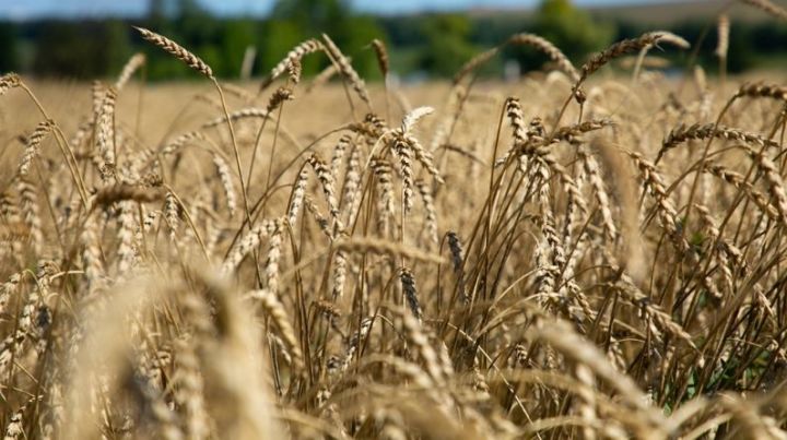 Третий миллион тонн зерна нового урожая собрали аграрии Татарстана