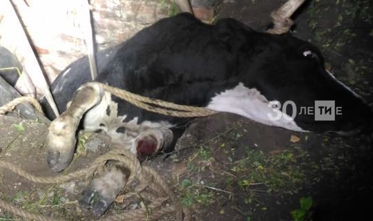 В Малой Бугульме успешно прошла операция по спасению коровы из погреба