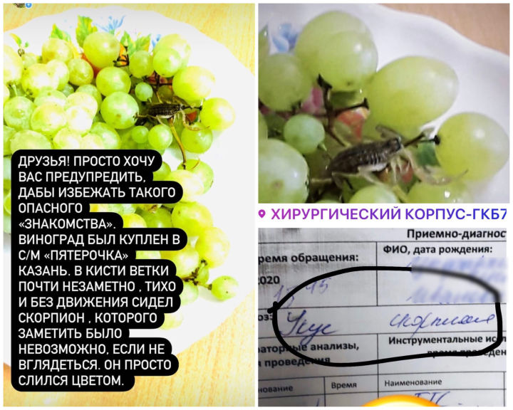 В Татарстане женщину укусил скорпион, который прятался в купленном винограде