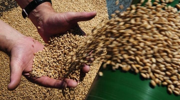 Татарстанские аграрии собрали первый урожай зерна