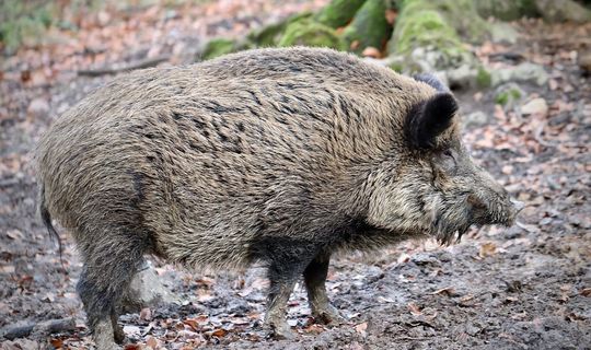 В РТ начали скрещивать кабанов с домашними свиньями