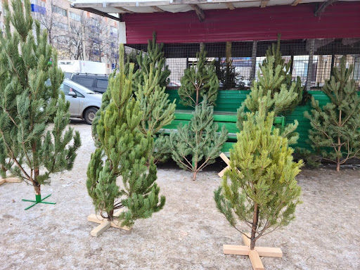 В Бугульме стартовала продажа живых елок